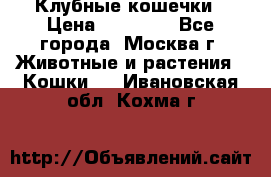 Клубные кошечки › Цена ­ 10 000 - Все города, Москва г. Животные и растения » Кошки   . Ивановская обл.,Кохма г.